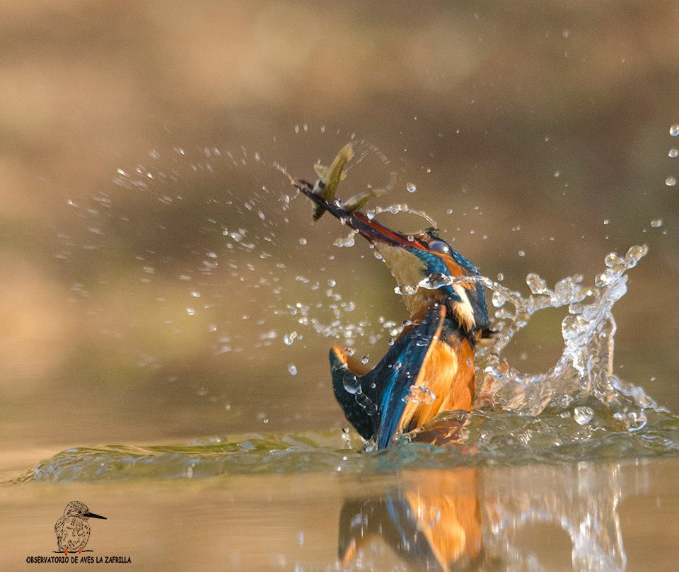 Observatorio de Aves La Zafrilla景点图片