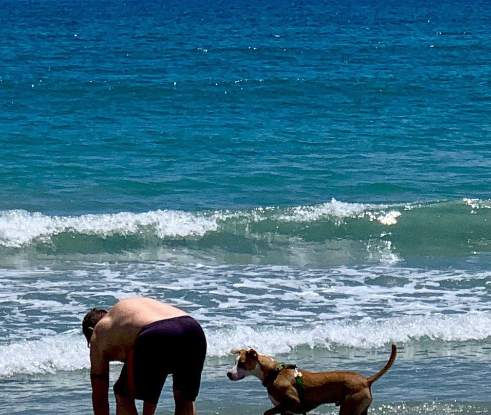 Canova Beach Dog Park景点图片