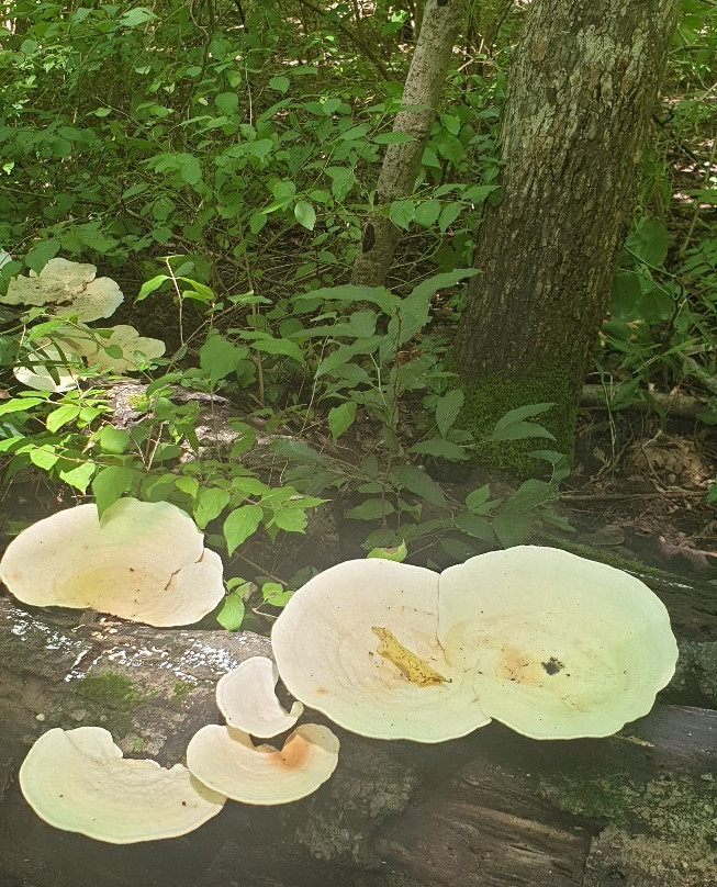 Edwin and Percy Warner Parks-纳什维尔必去景点