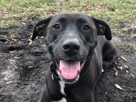 Barkland Dog Park-Parkland必去景点