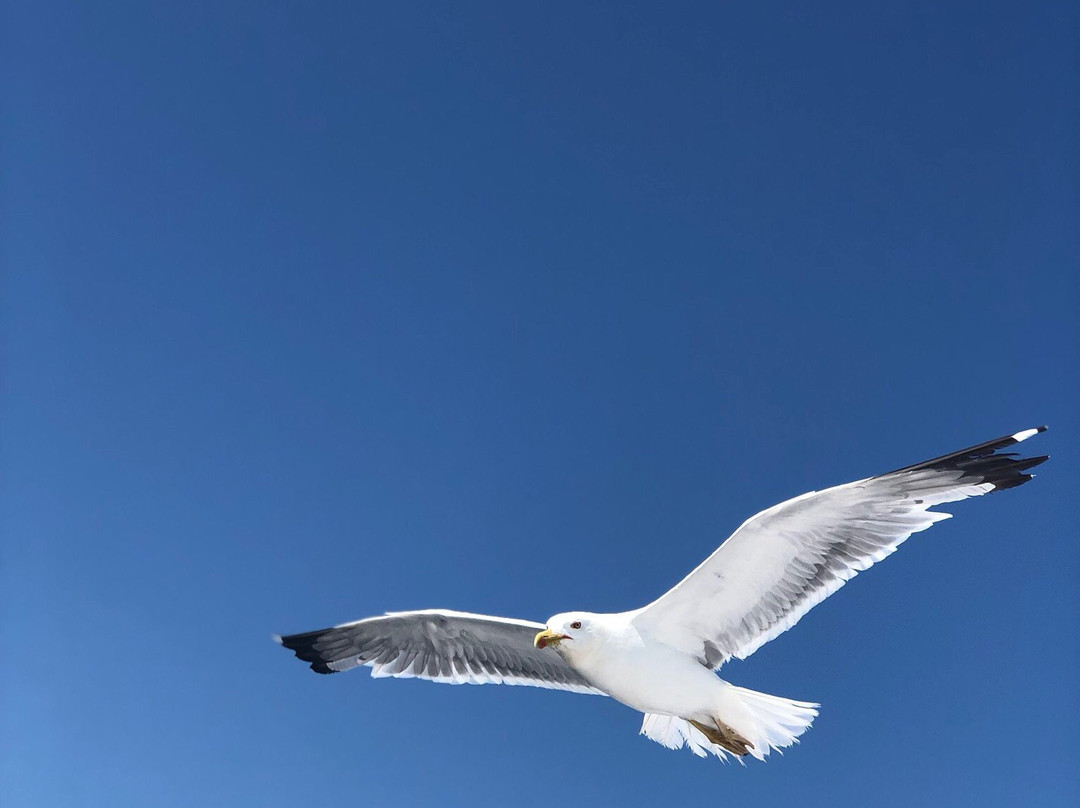 Catamaran Port Grusan-Gruissan必去景点