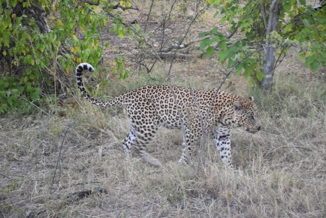 Moremi Wildlife Reserve景点图片