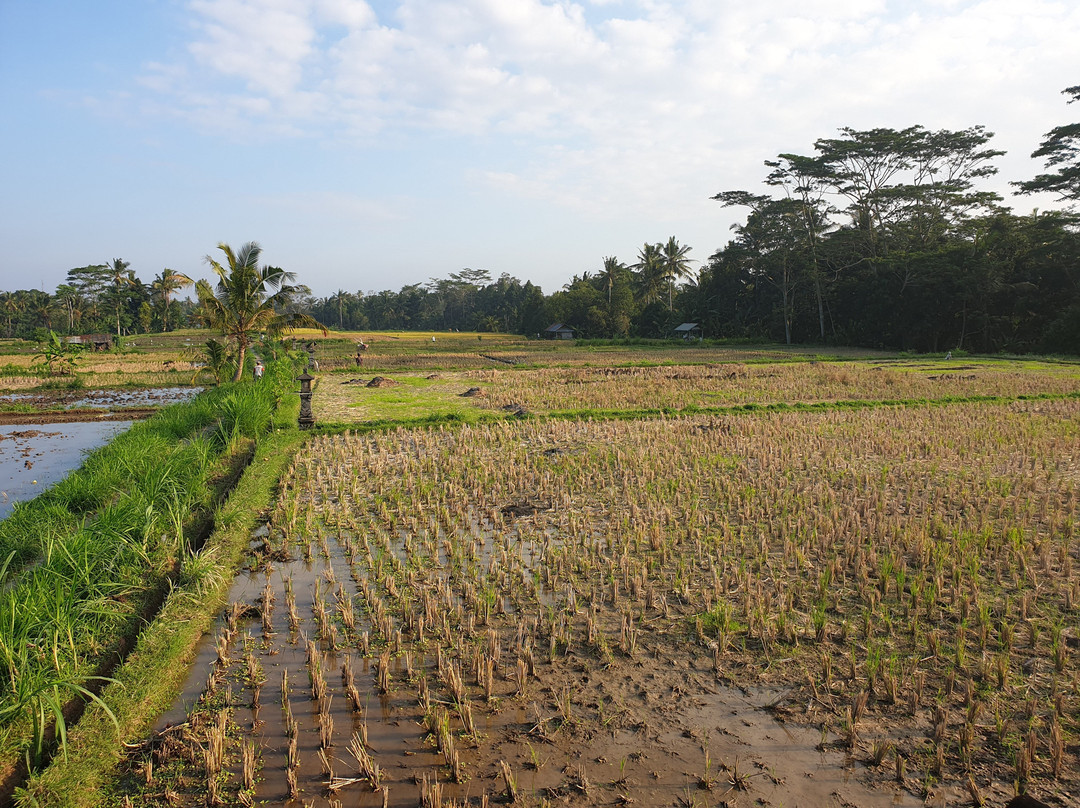 Swallow Guesthouse Bali主图