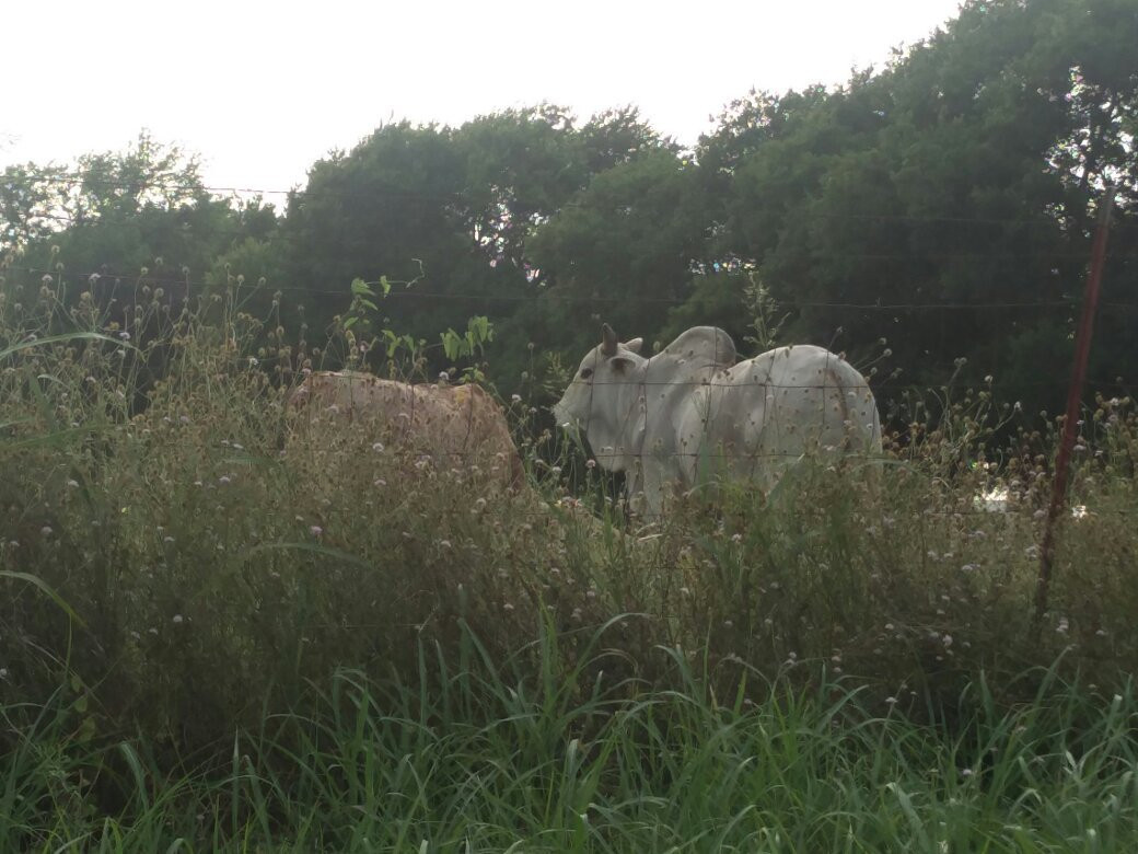 Erwin Park Hike & Bike Trail-麦金尼必去景点