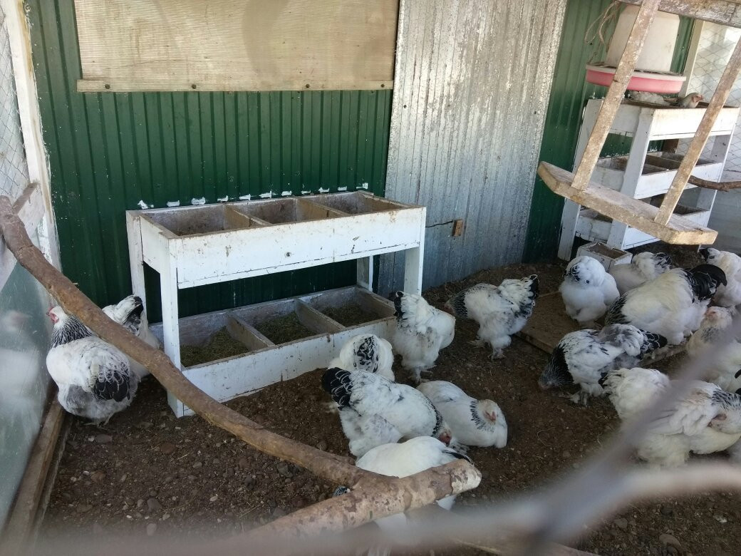 Ostrich Farm Velikolepny Straus-Inzelga必去景点