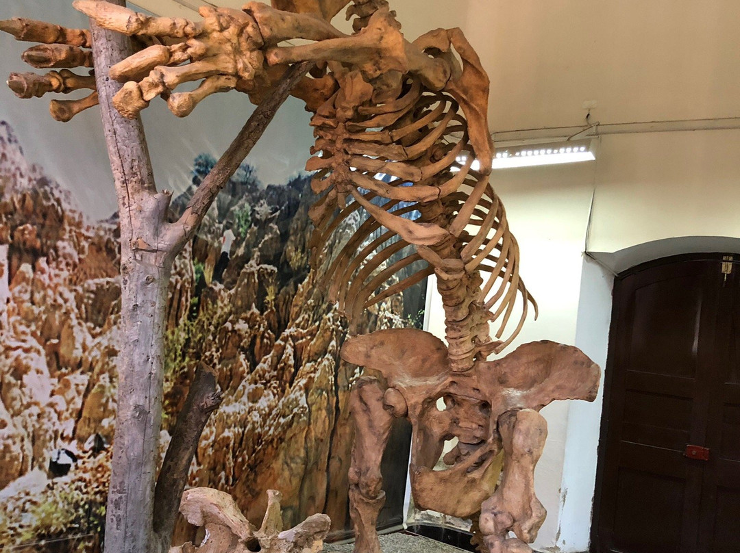 Museo Paleontologico y Arqueologico-塔里哈必去景点