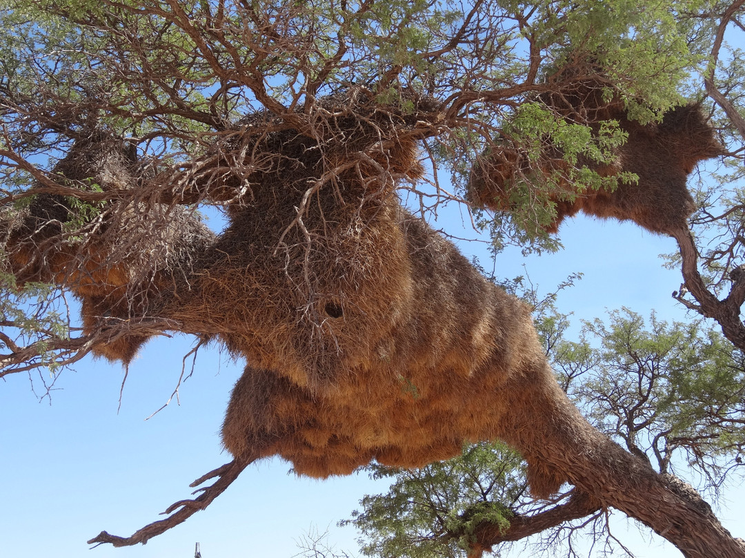 Suricate Kalahari Tented Lodge主图