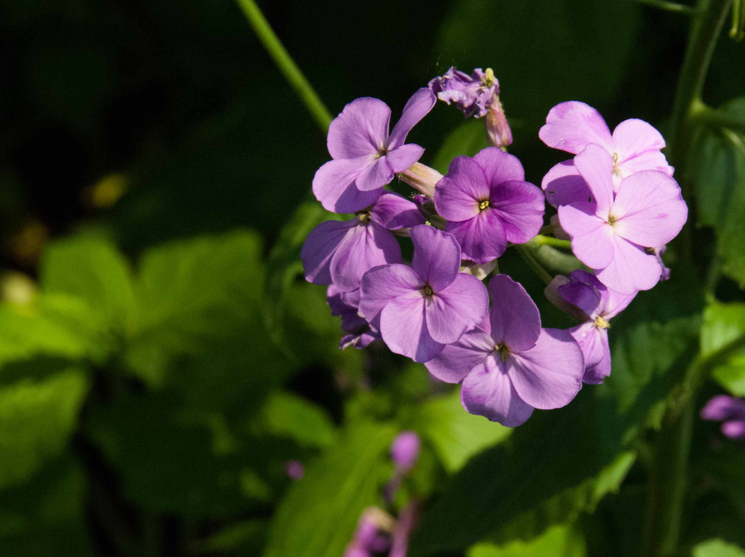 Wildwood Nature Center-Park Ridge必去景点