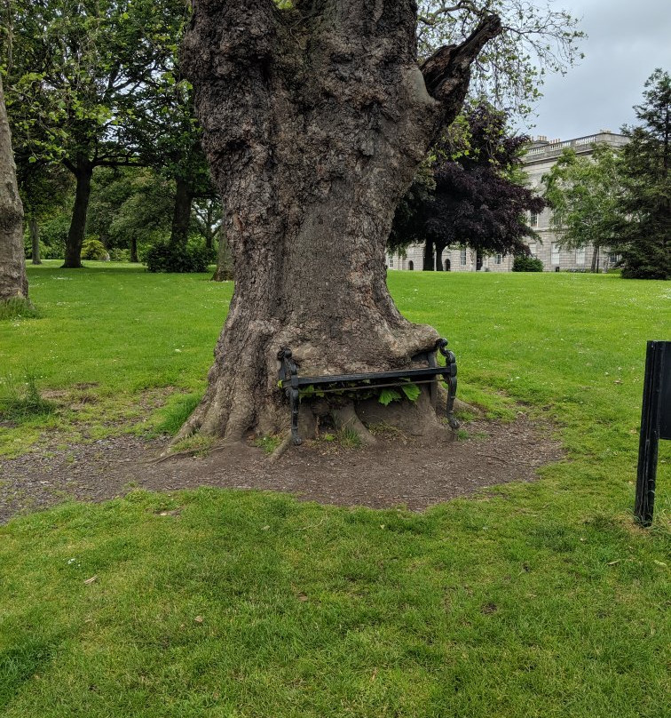 The Hungry Tree-都柏林必去景点