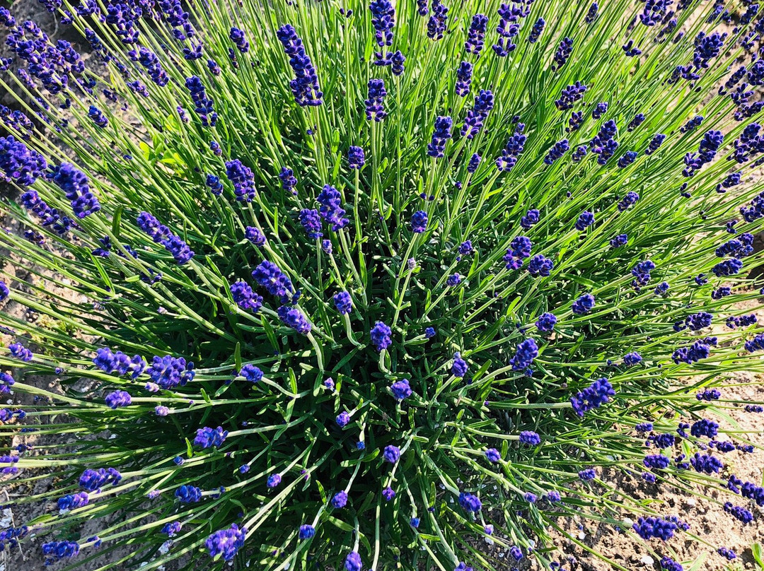 Sakura Lavender Land-佐仓市必去景点