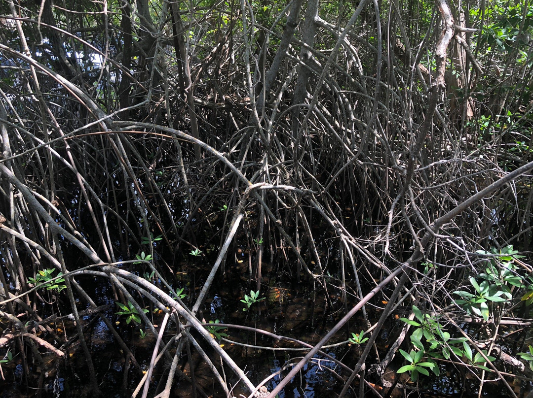 Colohatchee Park-Wilton Manors必去景点