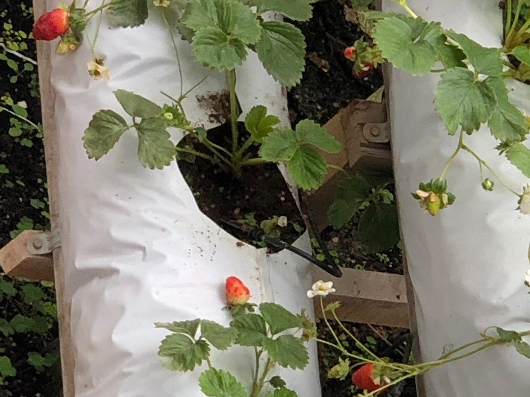 Healthy Strawberry Farm景点图片