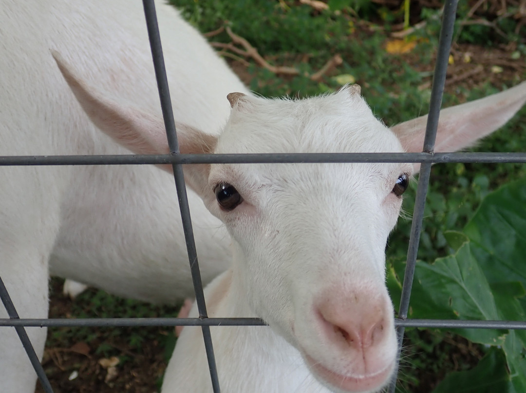 Minshuku Nodoka主图