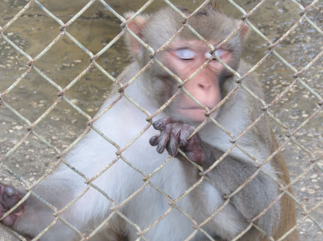 Suncoast Primate Sanctuary Foundation景点图片
