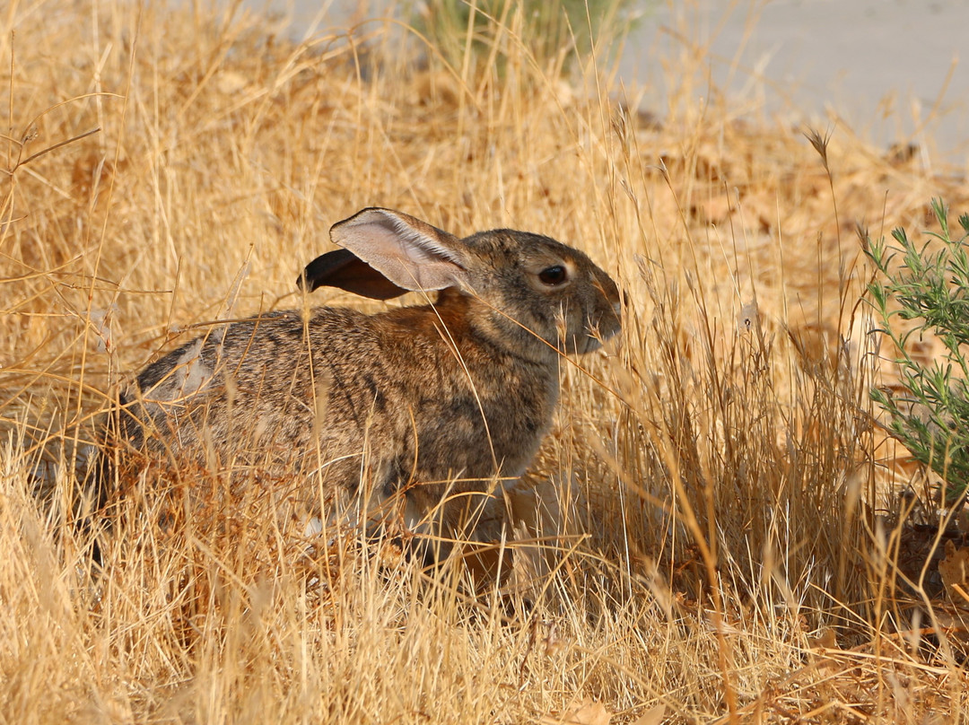 圣路易斯国家野生动物保护区-洛斯巴诺斯必去景点