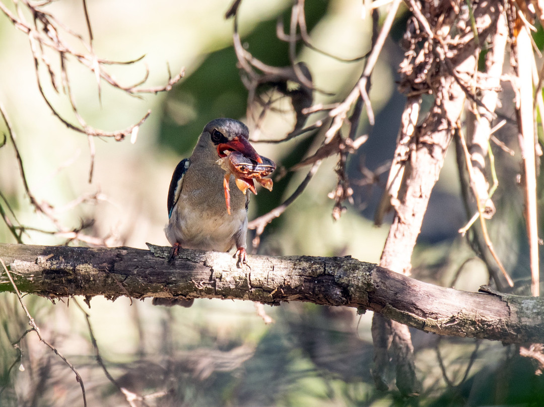 Amanzimtoti Bird Sanctuary-Amanzimtoti必去景点