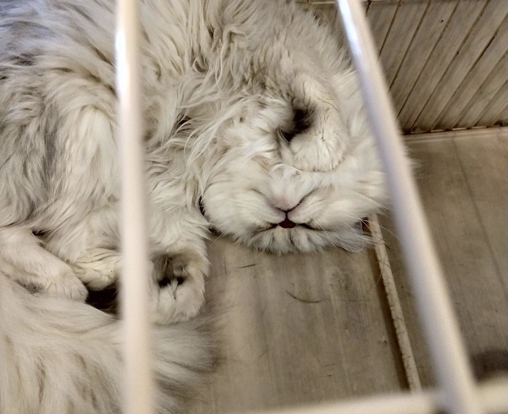 Moff Animal World BIGHOP Garden Mall Inzai-印西市必去景点