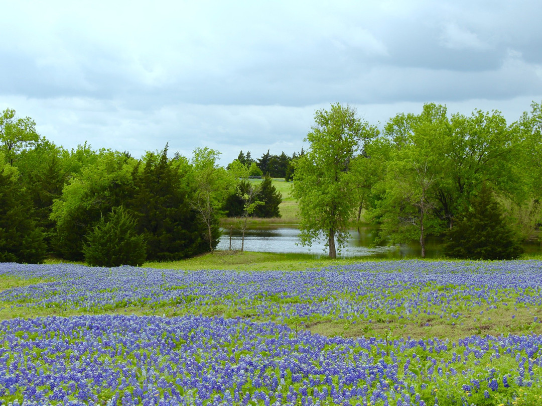 Bluebonnet Trail-恩尼斯必去景点