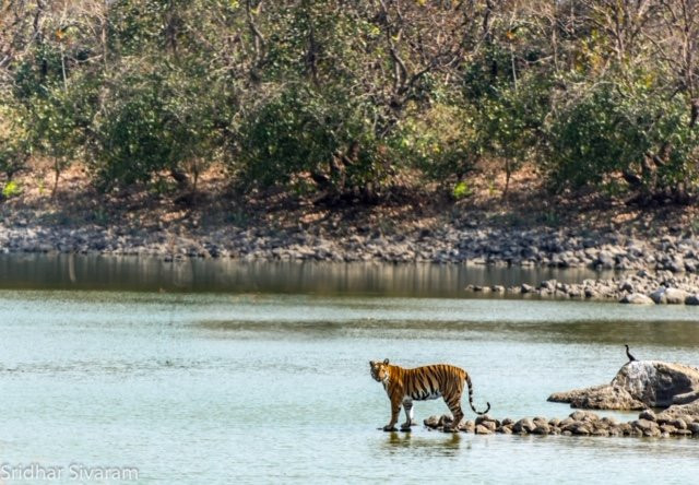 Tipeshwar Wildlife Sanctuary景点图片