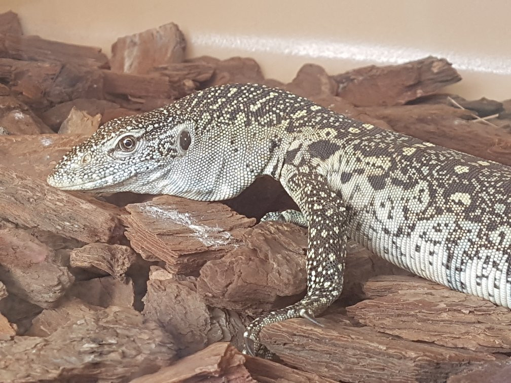 Ndlondlo Reptile Park-巴利托必去景点