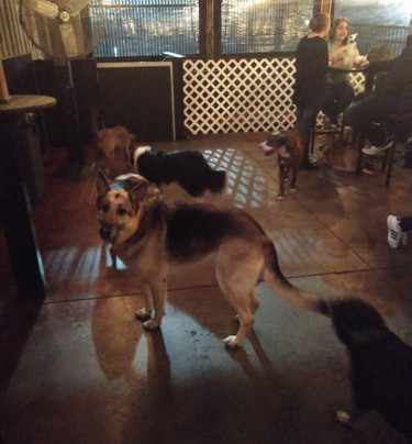 Lucky Dog Bark & Brew-科尼利厄斯必去景点