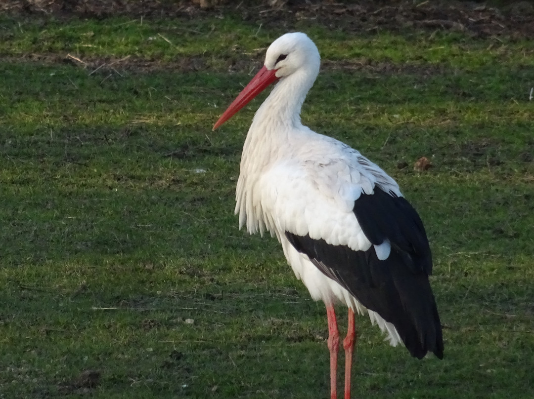 Park Lingezegen-Elst必去景点