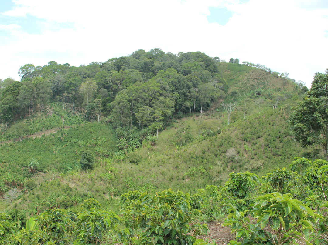 Finca La Coca-萨伦托必去景点