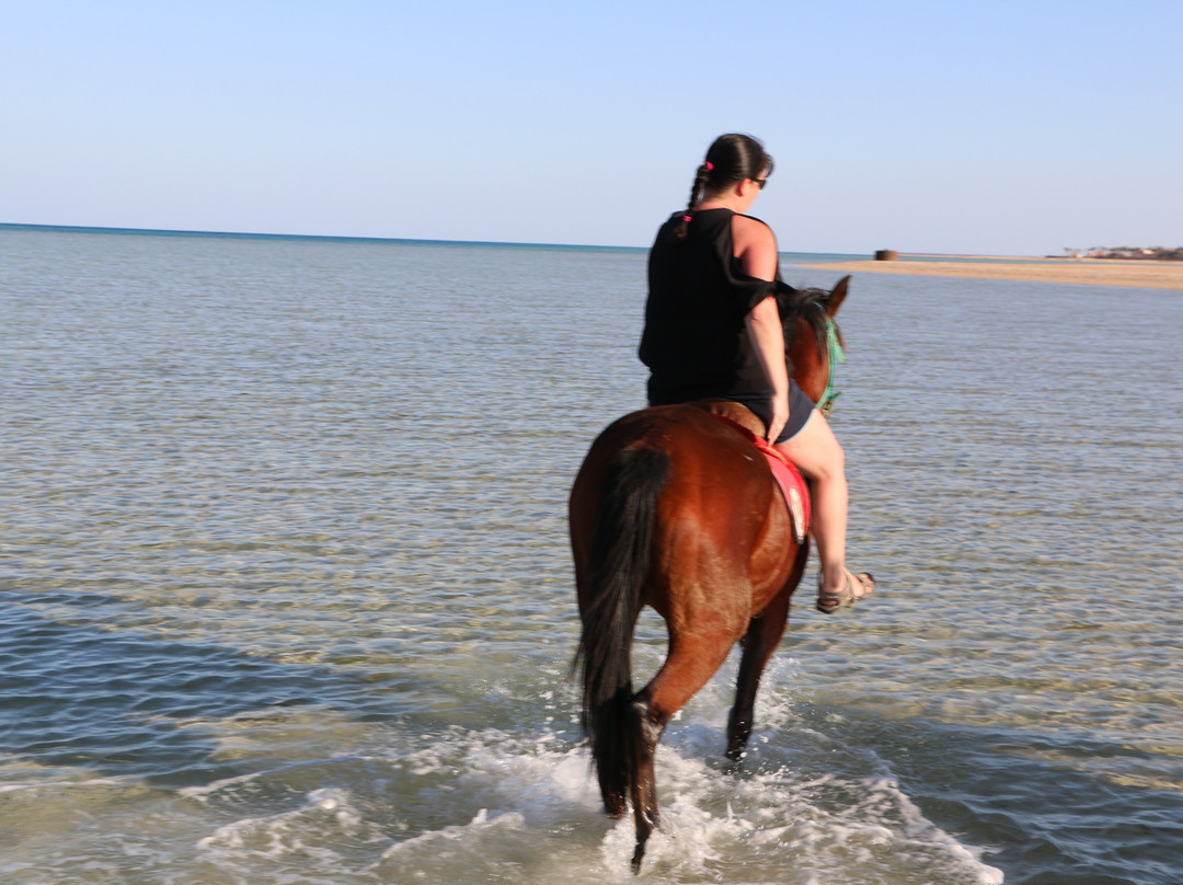 Hurghada Equestrian-马卡迪湾必去景点