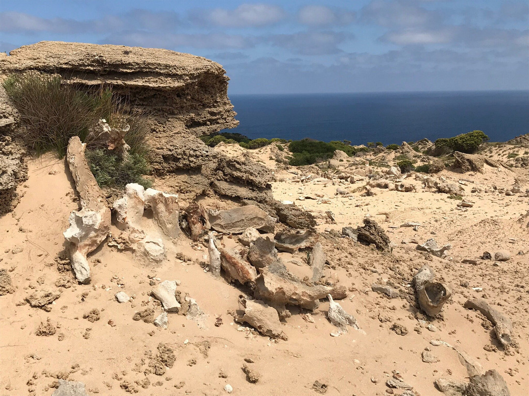 Calcified Forest-King Island必去景点