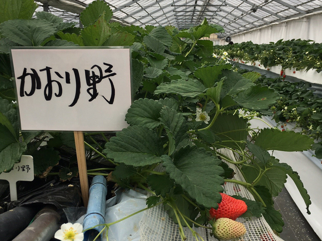 Midorikawa Strawberry Farm-山武市必去景点