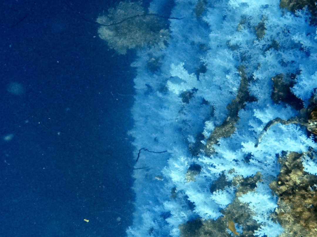 Dive Academy Fiji-Waiyevo必去景点