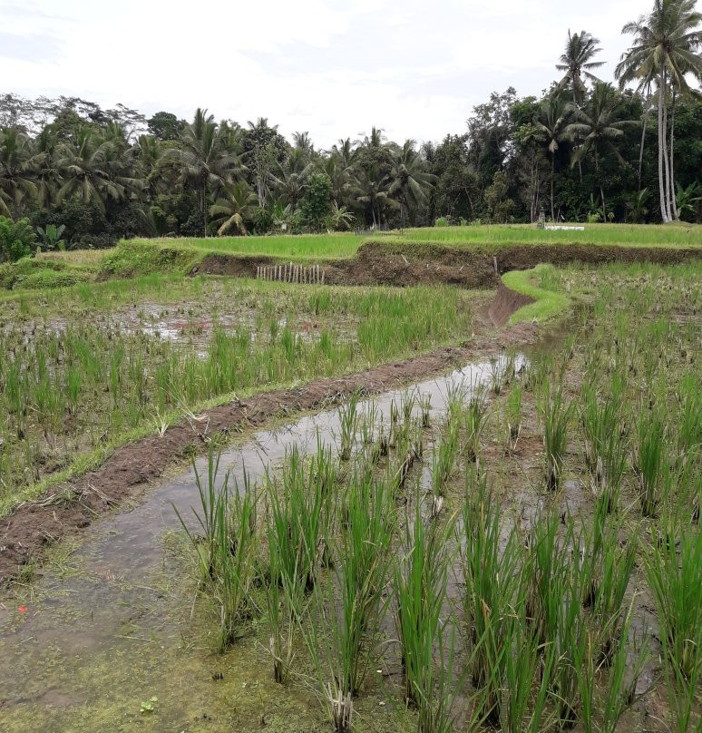 Puri Raya Villa主图