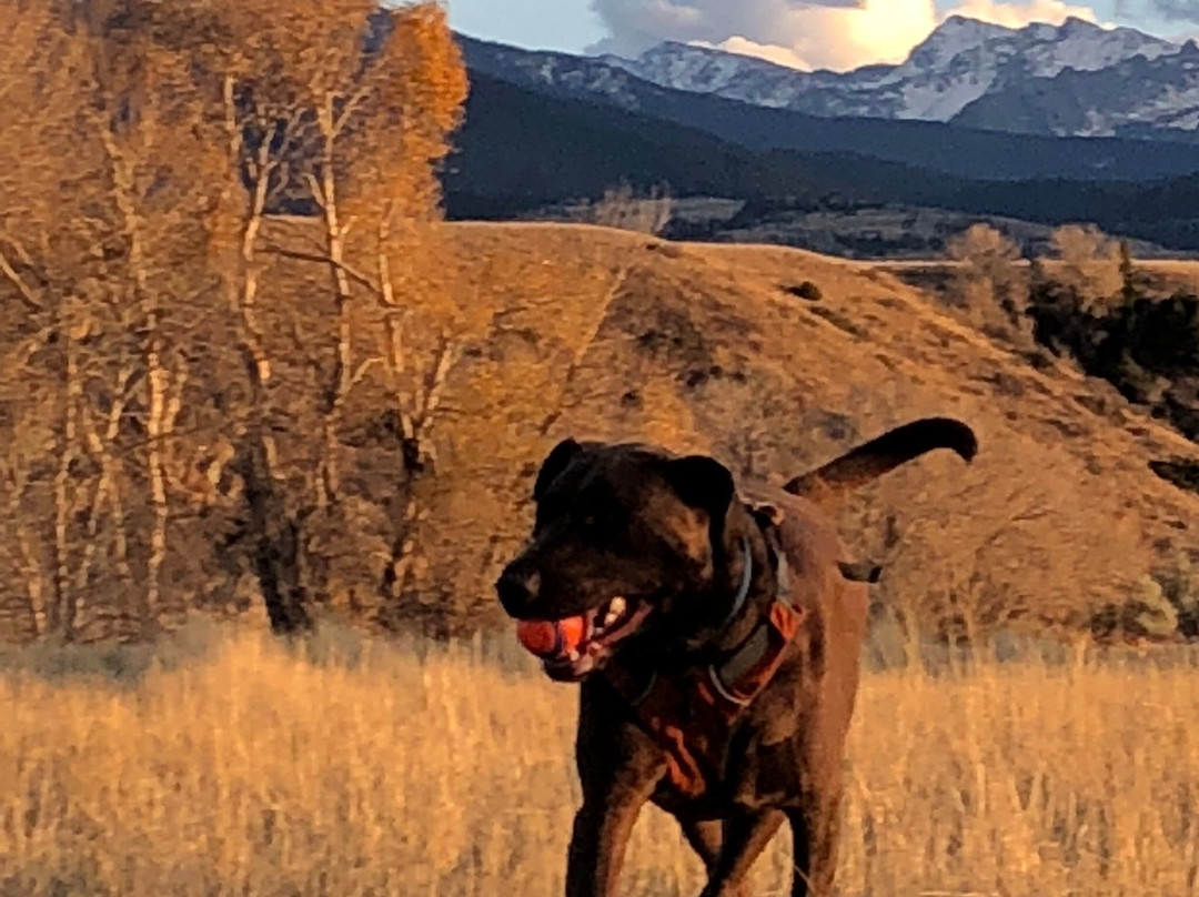 Mayor's Landing-利文斯顿必去景点