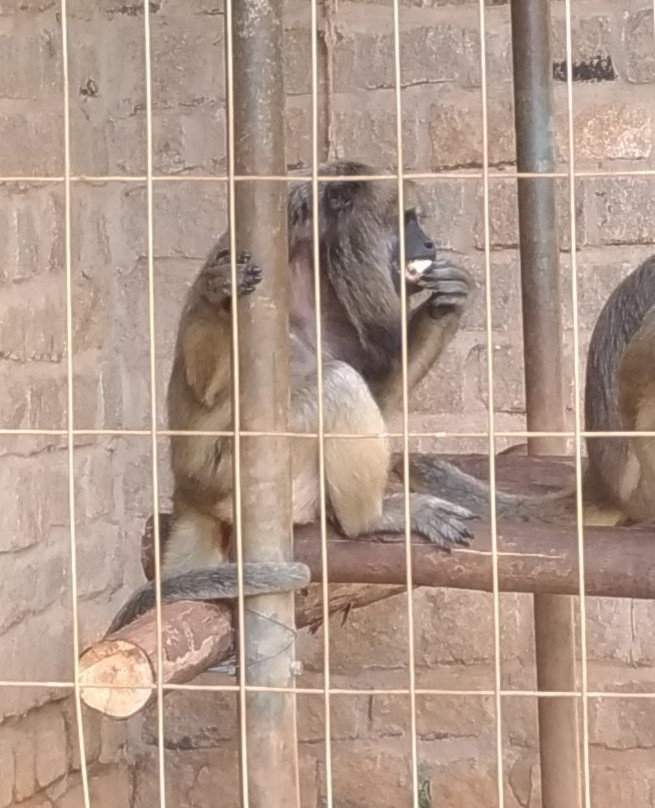 Zoologico Municipal-Mogi Mirim必去景点