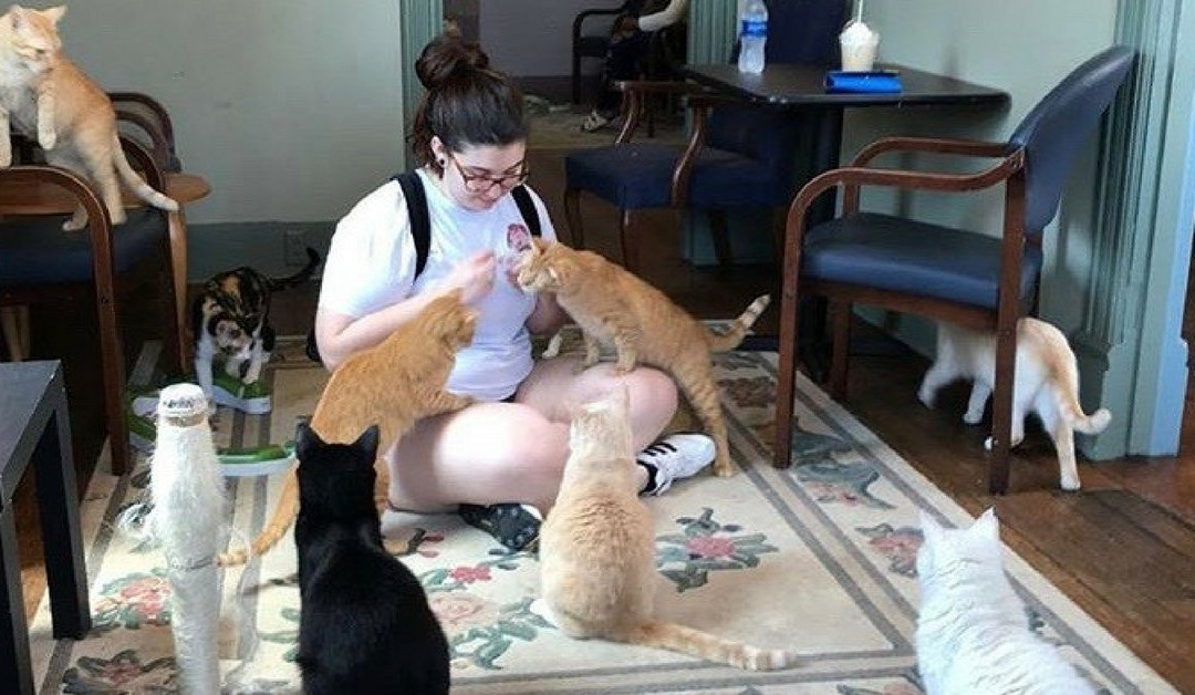 Catitude Cat Cafe-West Columbia必去景点