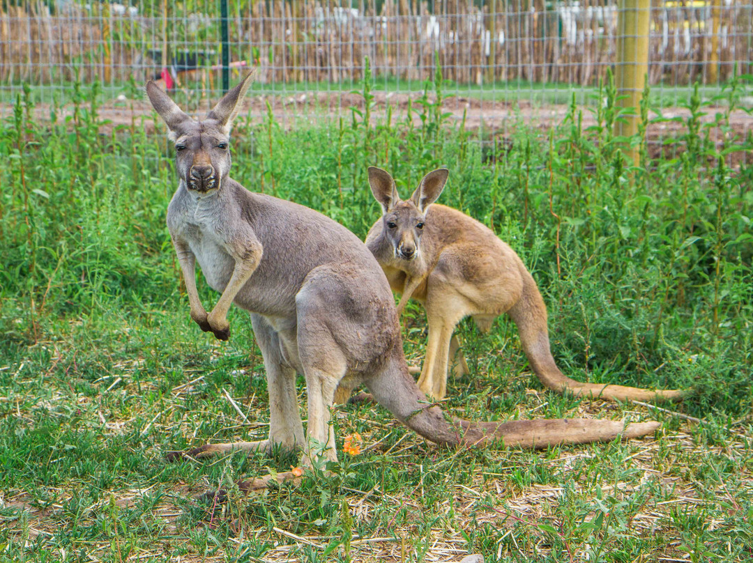 R Lazy J Wildlife Ranch-Eagar必去景点