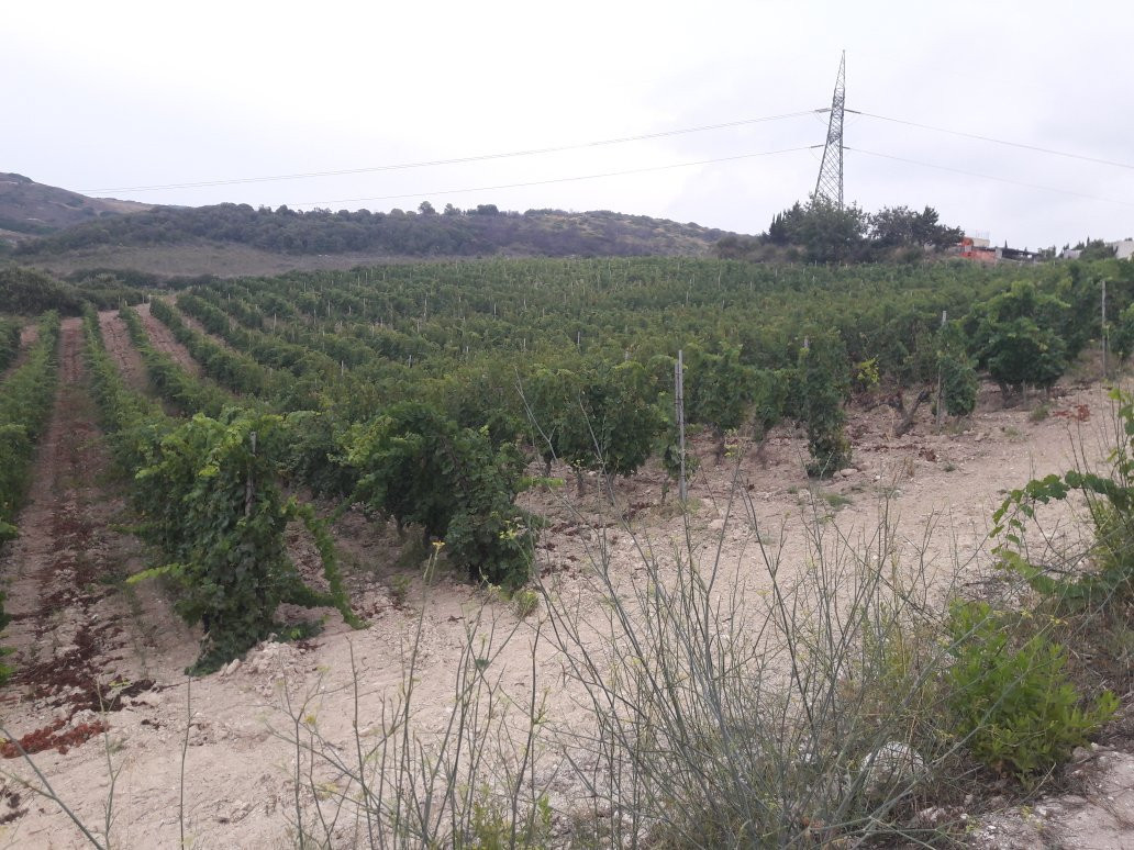 Cantina Sorres-Sennori必去景点