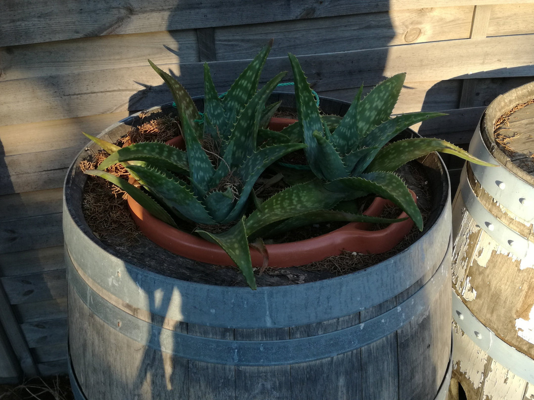 Domaine Bel Eveque-Gruissan必去景点