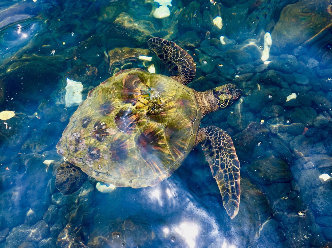 Kona Kayaks景点图片