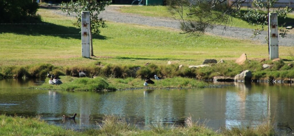 Osprey Environmental Centre Brisbane景点图片