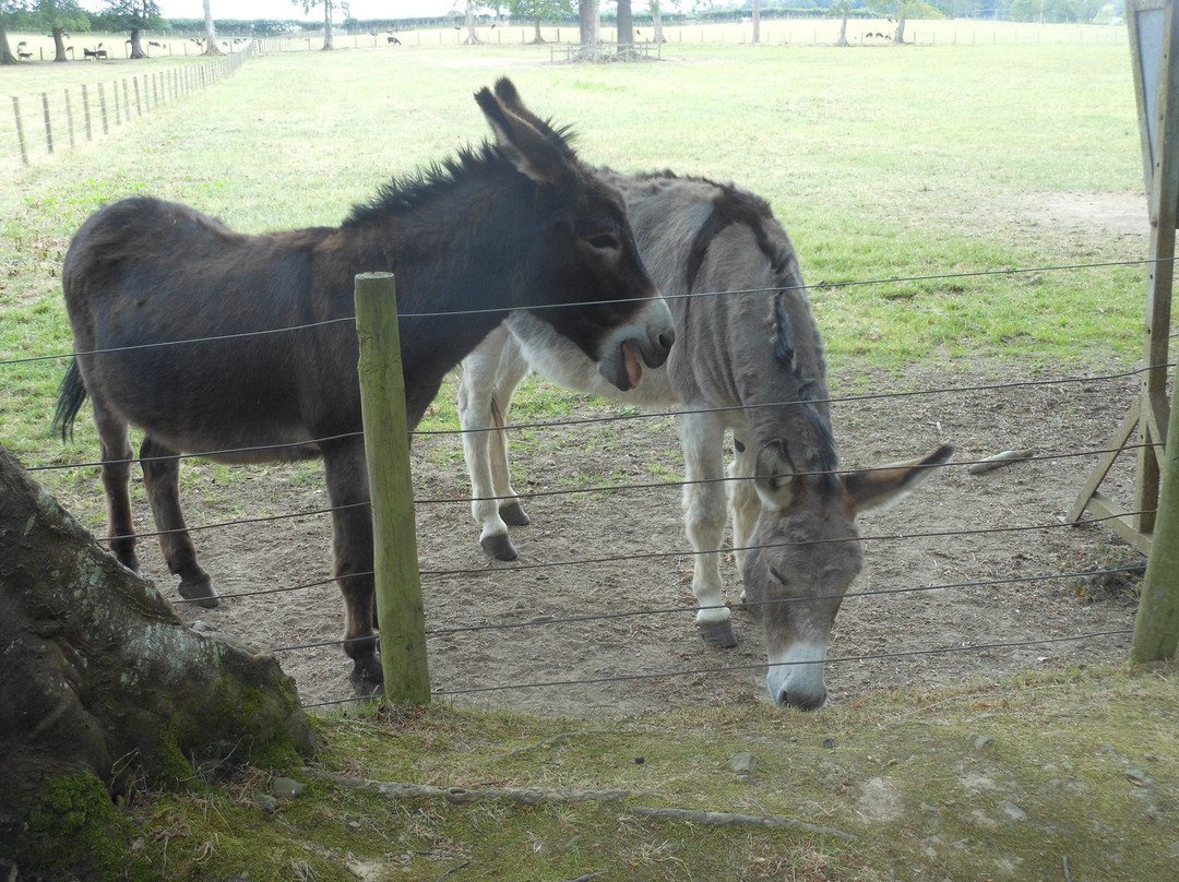 The Scottish Borders Donkey Sanctuary景点图片