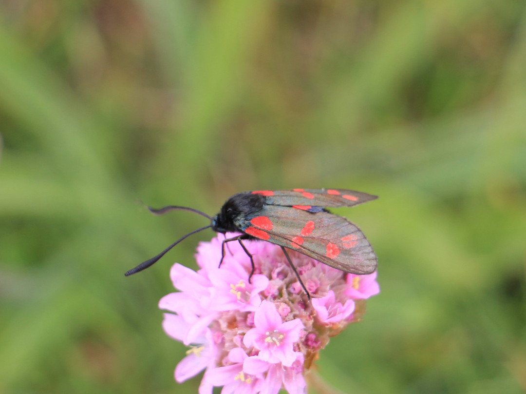 Scarlett Visitor Centre and Nature Trail