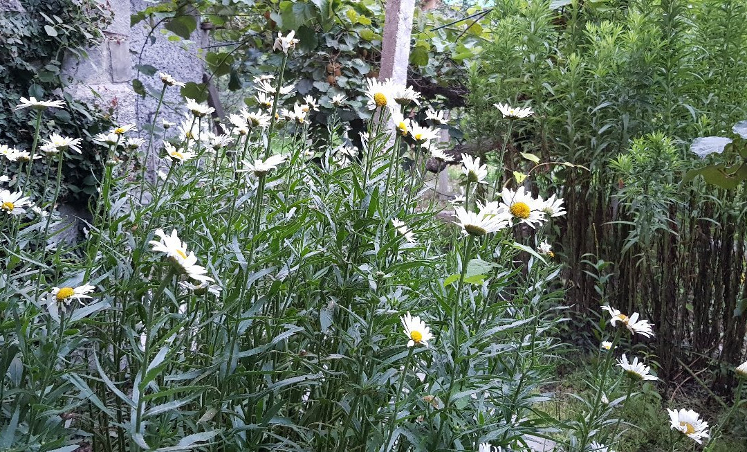 Our Place Himalayas主图