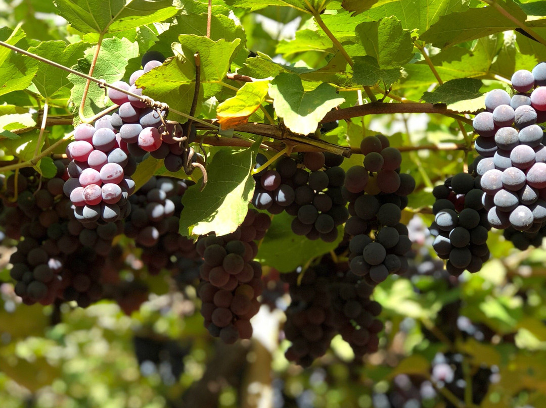 Vinicola Goias-Itaberai必去景点