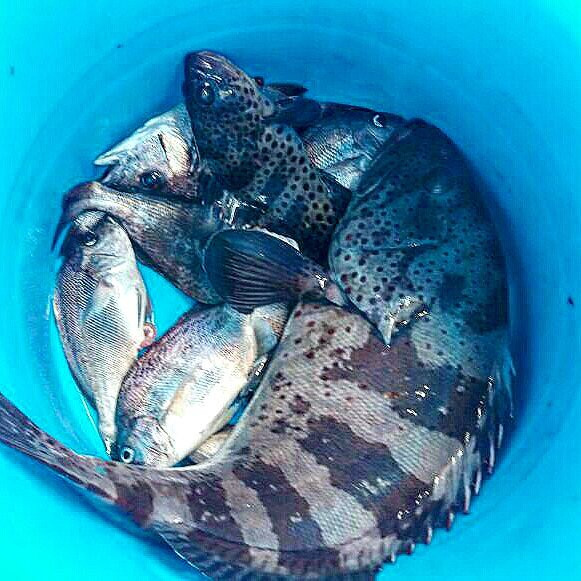 Panama Bay Tours & Fishing-巴拿马城必去景点