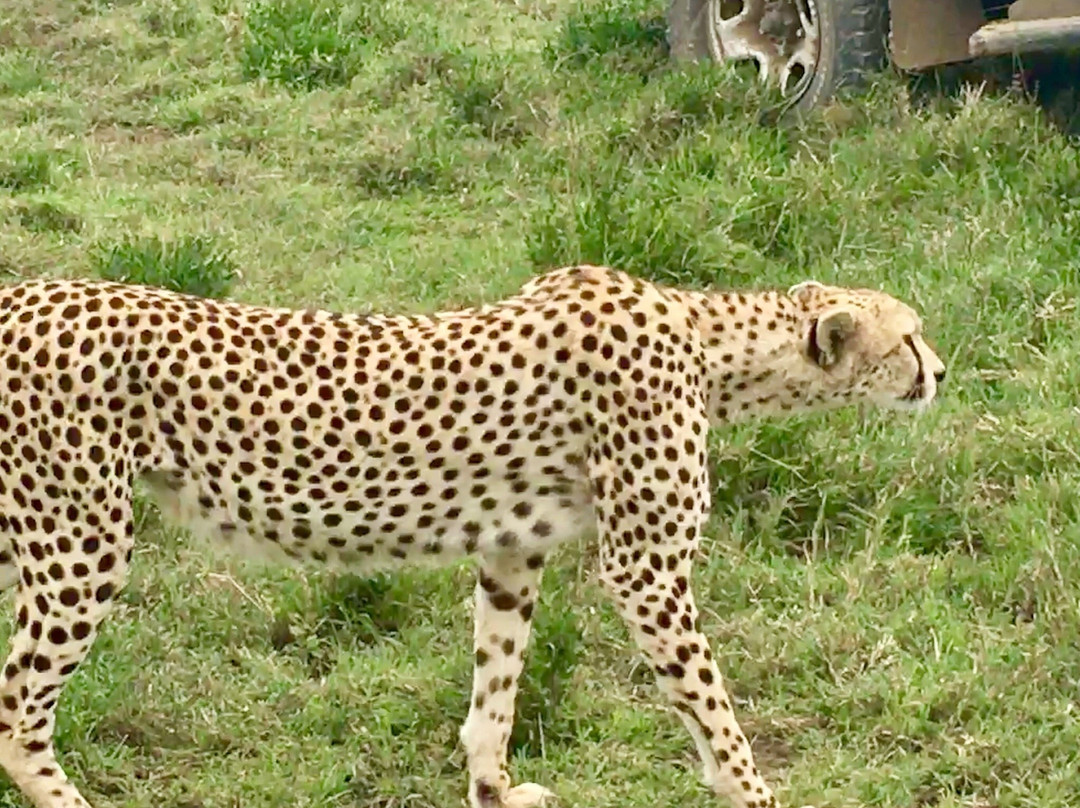 Bencia Africa-恩戈罗恩戈罗保护区必去景点