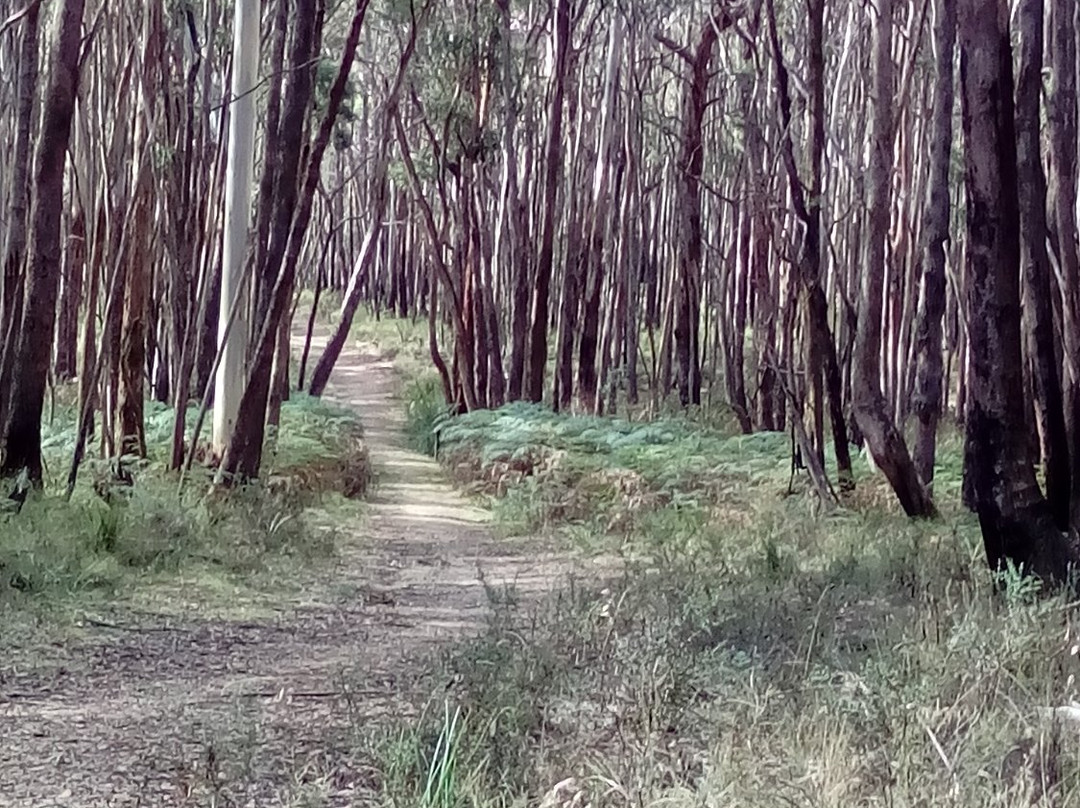 Wombat Trail景点图片