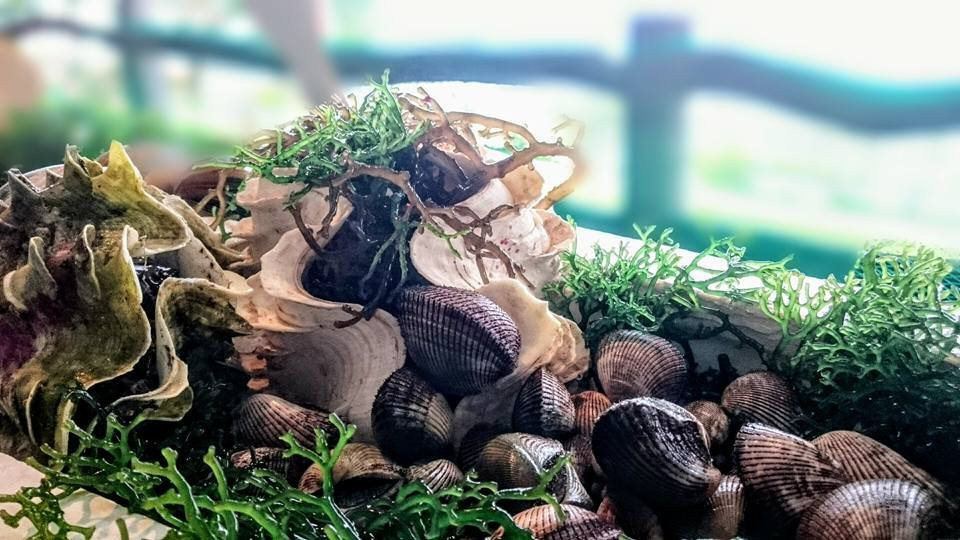 艾尔蒙特海滩度假村主图