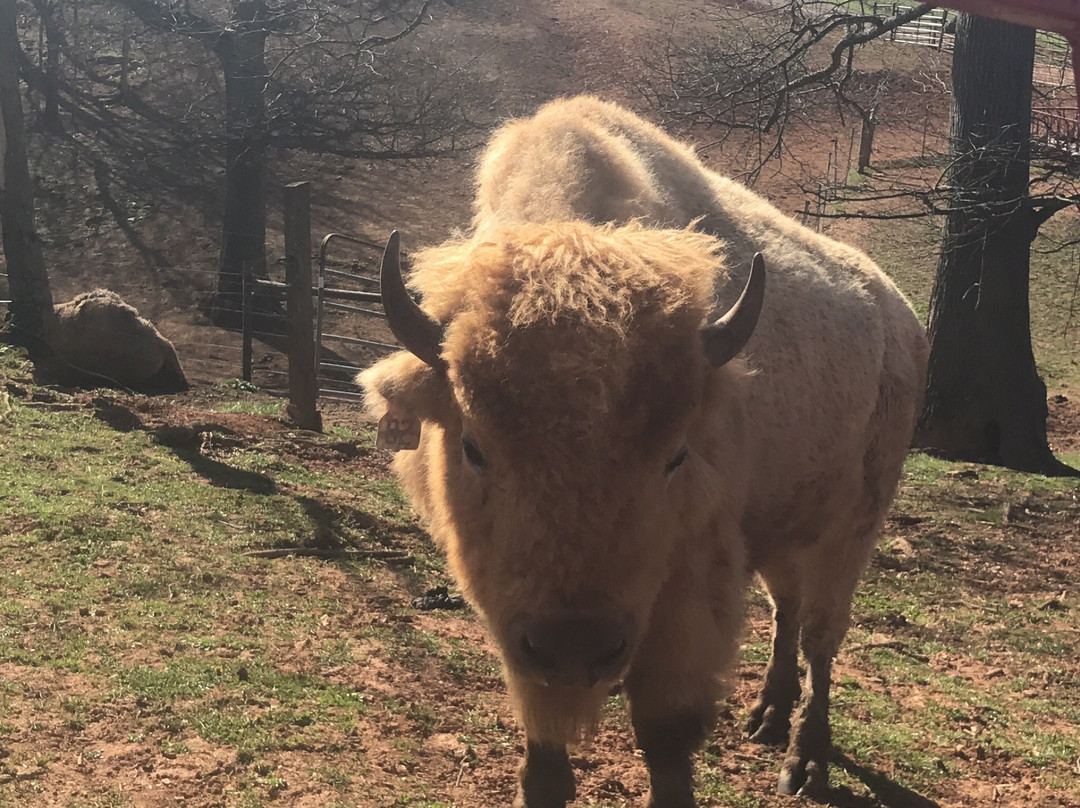 Carolina Bison Farm景点图片