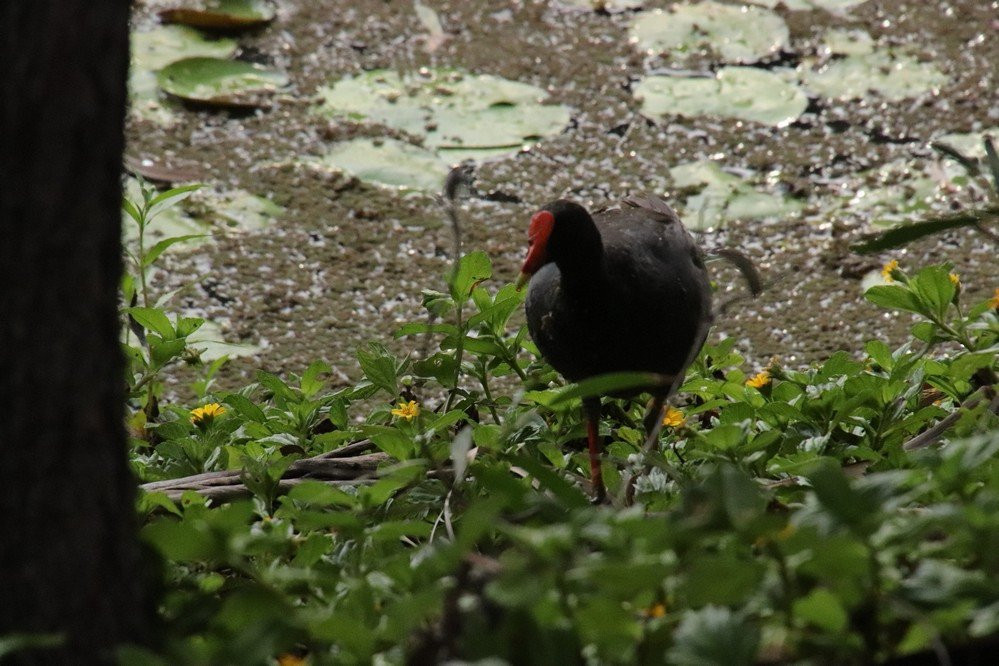 Reg Tanna Park-Gladstone必去景点
